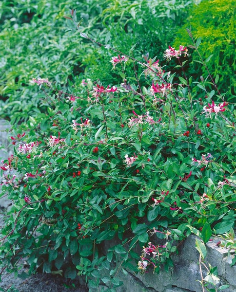 Lonicera periclymenum 'Serotina', Geißblatt, rot-gelb, 40–60 cm