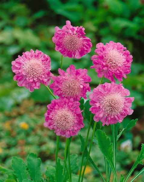 Scabiosa columbaria 'Pink Mist', Taubenskabiose, rosa, ca. 11x11 cm Topf