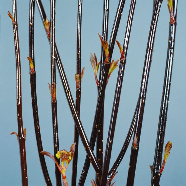 Cornus alba 'Kesselringii', Hartriegel, dunkelrot, 60–100 cm