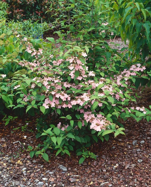 Blühender Viburnum-Strauch im Garten