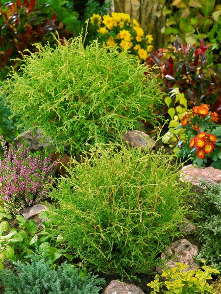 Thuja occidentalis 'Mr.Bowling Ball', kugelförmig, 15–20 cm
