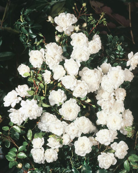 Rosa 'Swany', Bodendeckerrose, weiß, 3-5 Liter Container