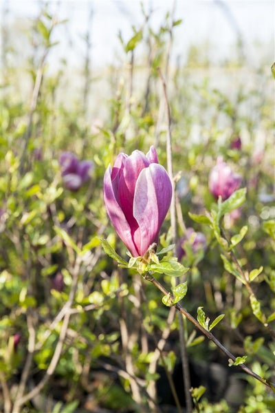Magnolienblüte im Garten