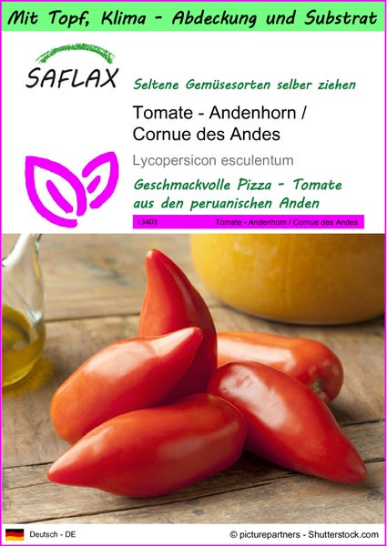SAFLAX Garden to go - Tomate - Andenhorn / Cornue des Andes - Lycopersicon esculentum - 10 Samen - Mit Topf, Klima - Deckel und Anzuchtsubstrat
