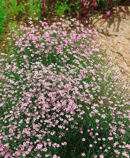 Garten mit rosa Schleierkraut Pflanzen