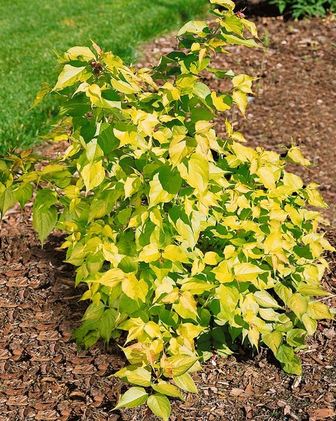 Gelbgrüner Zierstrauch im Gartenbeet