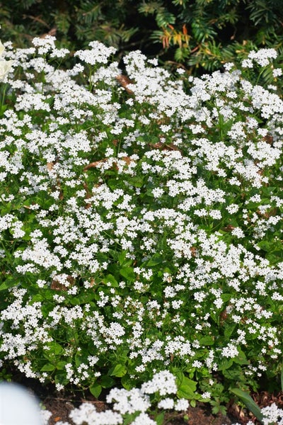 Nahaufnahme einer Fläche mit blühendem Schleierkraut