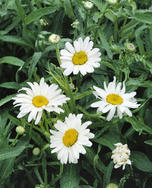 Leucanthemum x superbum 'Alaska', Margerite, weiß, ca. 9x9 cm Topf