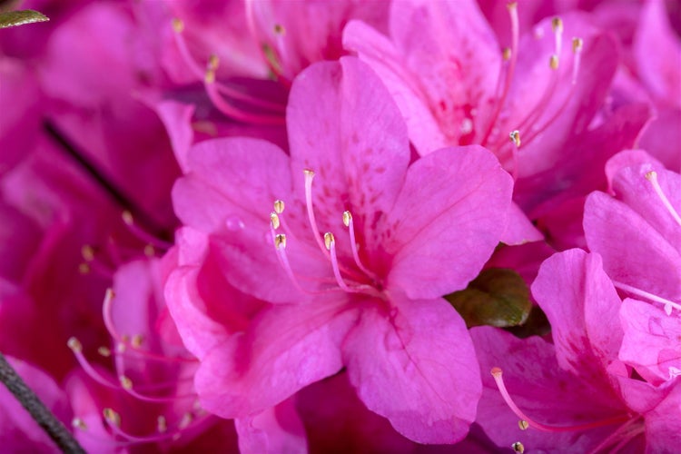 Rhododendron obt. 'Diamant Purpur', Rhododendron, purpur, 15–20 cm