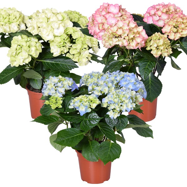 3x Hydrangea Macrophylla Mix – Hydrangea – Strauch – Winterheart – ⌀14 cm – ↕30-40 cm
