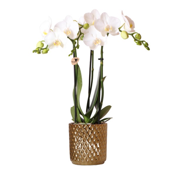 Kolibri Orchids weiße Phalaenopsis-Orchidee Amabilis + Diamant-Dekotopf gold Topfgröße 9cm 45cm hoch blühende Zimmerpflanze im Blumentopf frisch vom Züchter