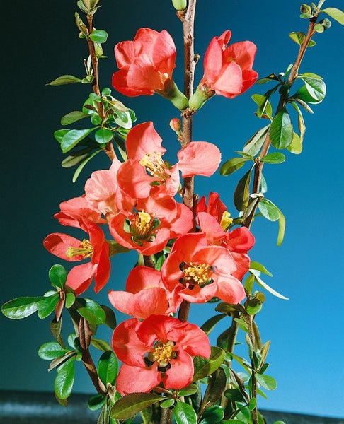 Chaenomeles 'Rubra', Zierquitte, rot, 40–60 cm