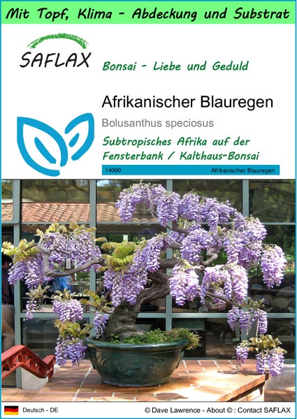 SAFLAX Garden to go - Afrikanischer Blauregen - Bolusanthus speciosus - 15 Samen - Mit Topf, Klima - Deckel und Anzuchtsubstrat