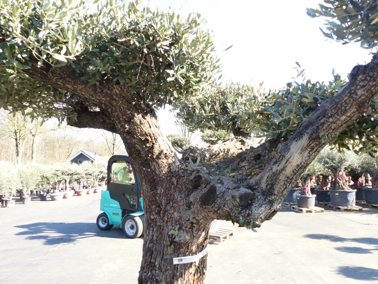 Olivenbaum Pon Pon 195 cm Bonsai Formgehölz, winterhart