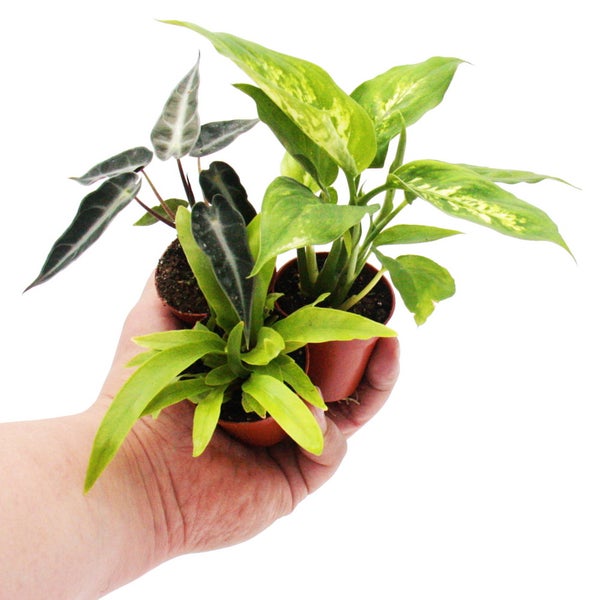 Mini-Pflanze Alocasia Pfeilblatt Ideal für kleine Schalen und Gläser Baby-Plant im 5,5cm Topf