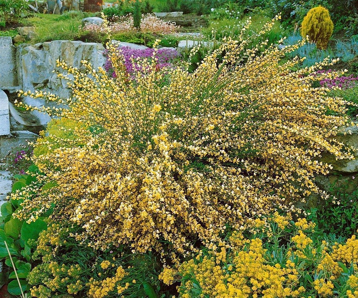 Cytisus scoparius 'Luna', Besenginster, leuchtend gelb, 40–60 cm