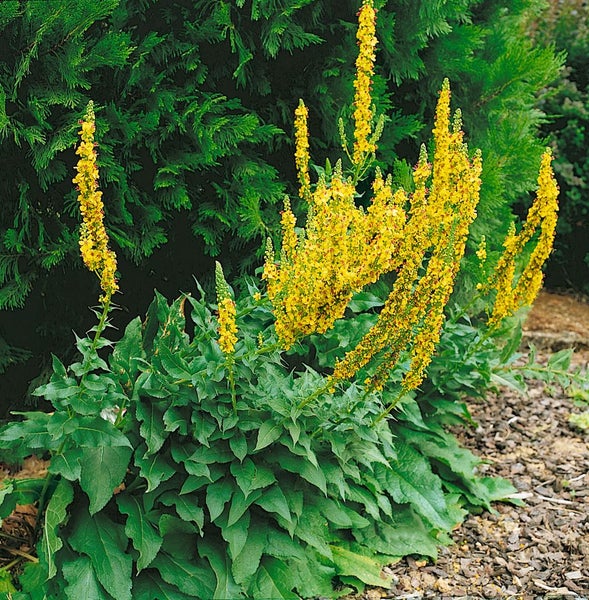 Verbascum nigrum, Schwarze Königskerze, gelb, ca. 9x9 cm Topf