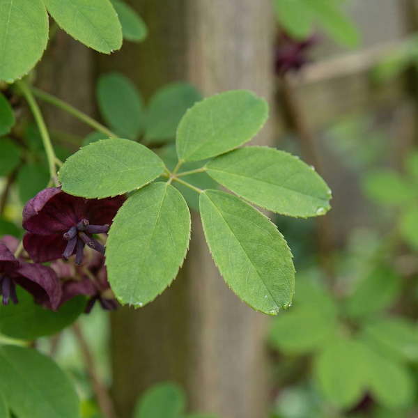 Klettergurke Akebia quinata mit fünfzähligen grünen Blättern und dunkelvioletten Blüten.