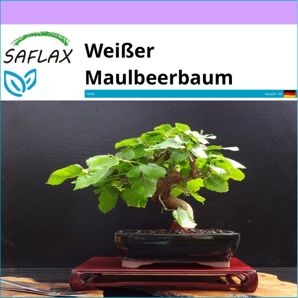 SAFLAX  - Weißer Maulbeerbaum - Morus alba - 200 Samen