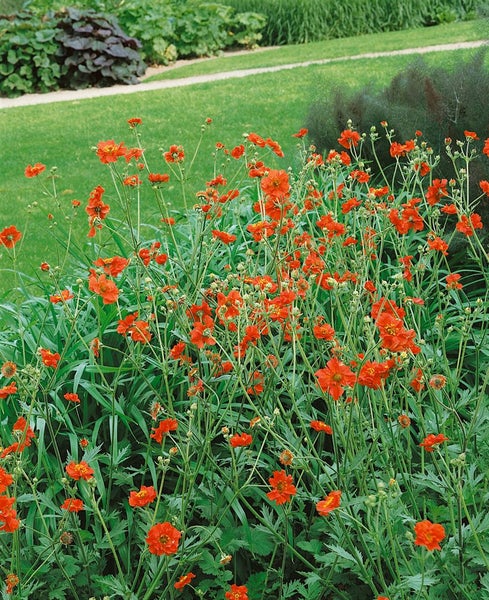 Geum chiloense 'Feuerball', Nelkenwurz, leuchtend rot, ca. 9x9 cm Topf