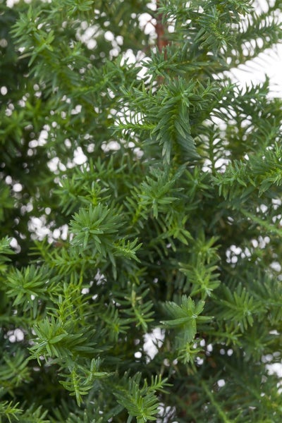 Chamaecyparis thyoides 'Top Point', Scheinzypresse, 20–30 cm