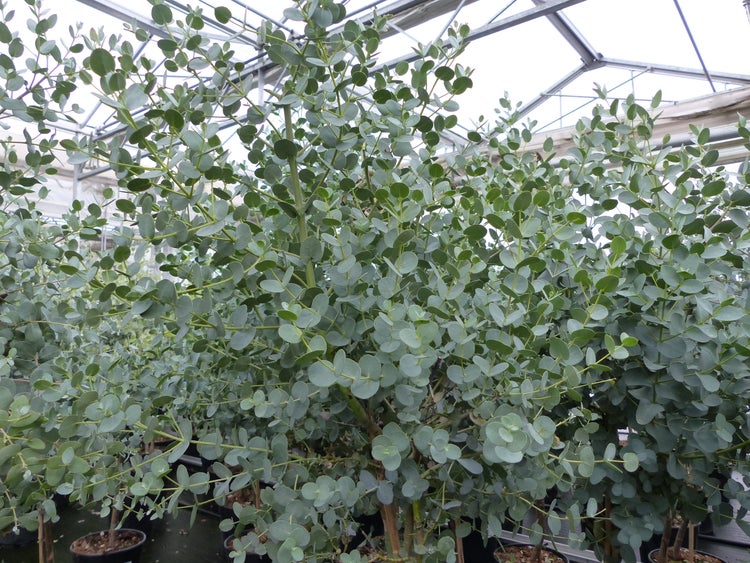 Eukalyptuspflanze mit runden Blättern in einem Gewächshaus.