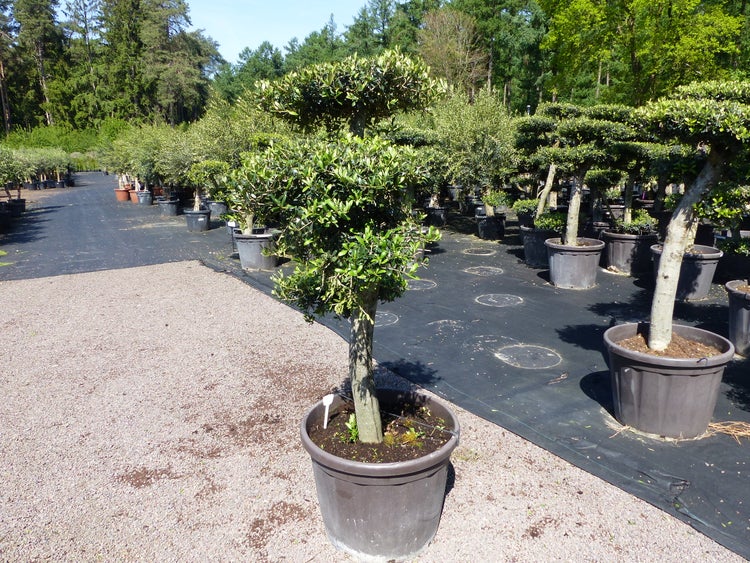 Olivenbaum 7 Pon Pon Bonsai Formgehölz Gartenbonsai Olea europaea Olive winterhart