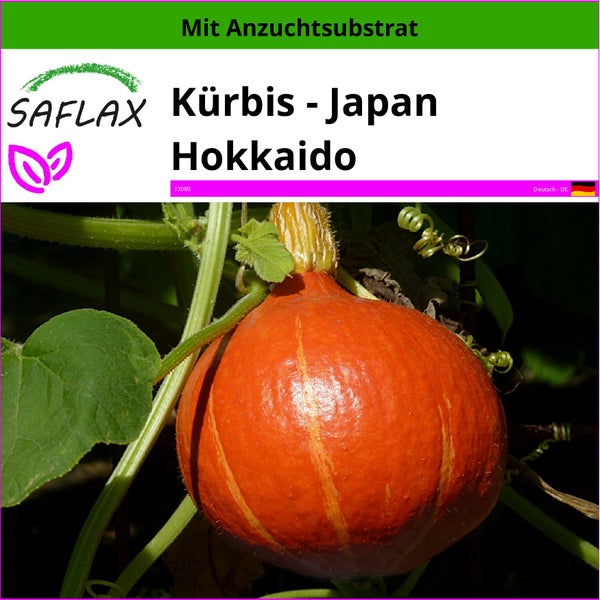 SAFLAX  - Kürbis - Japan Hokkaido - Cucurbita maxima - 10 Samen - Mit keimfreiem Anzuchtsubstrat