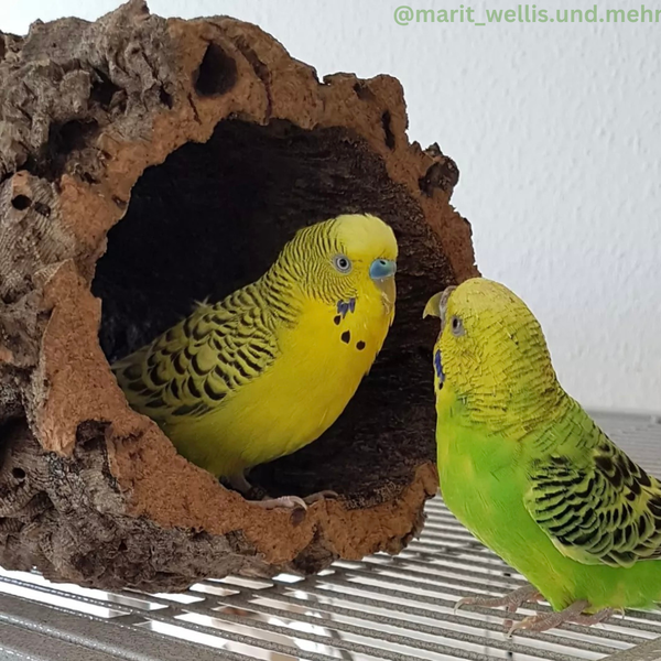 Zwei Wellensittiche an einer Röhre aus Naturkork auf einem Gitterboden.
