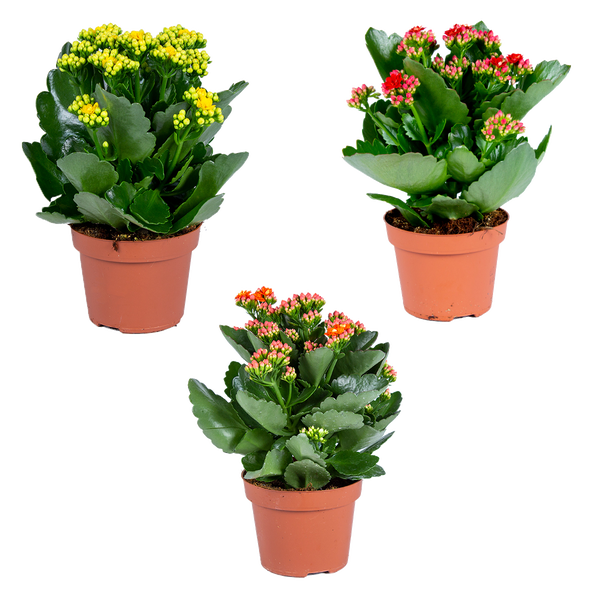 Kalanchoe Blossfeldiana Mix in Kunststofftöpfen mit gelben, roten und orangefarbenen Blüten.