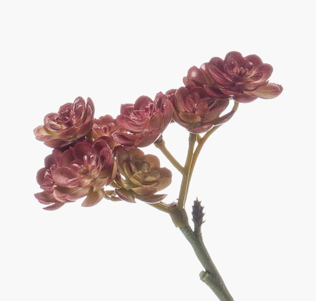 Künstliche Sukkulente Echeveria Zweig KALUPA, Burgunderrot, 50cm