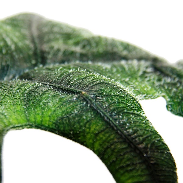Alocasia tandurusa Jacklyn - Tropenwurz - Alokasie - Pfeilblatt - 12cm Topf