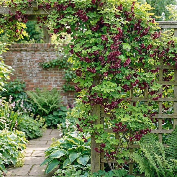 Akebia quinata Kletterpflanze mit dunkelvioletten Blüten an einem Rankgitter aus Holz im Garten vor einer Ziegelwand.