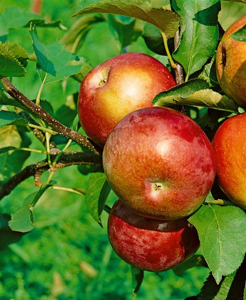 Malus domestica 'McIntosh', Apfelbaum, 125–150 cm