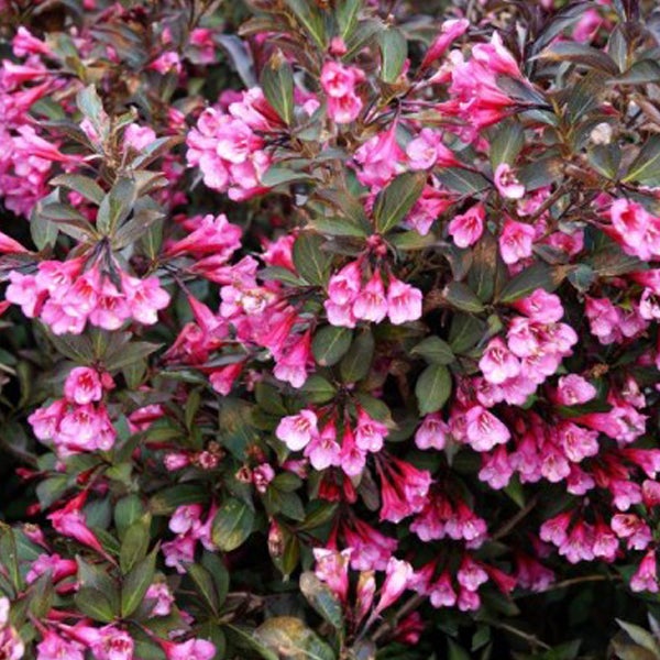 Nahaufnahme einer Weigelie mit pinkfarbenen Blüten und grünen Blättern.