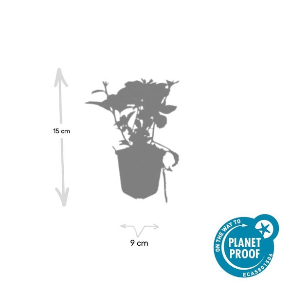 Silhouettenansicht einer Pflanze im Topf, Höhe 15 Zentimeter, Topfdurchmesser 9 Zentimeter, On the way to Planet Proof Siegel für nachhaltigen Anbau.
