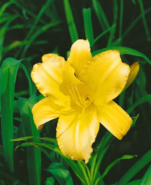 Hemerocallis x cult. 'Mary Todd', Taglilie, gelb, ca. 11x11 cm Topf