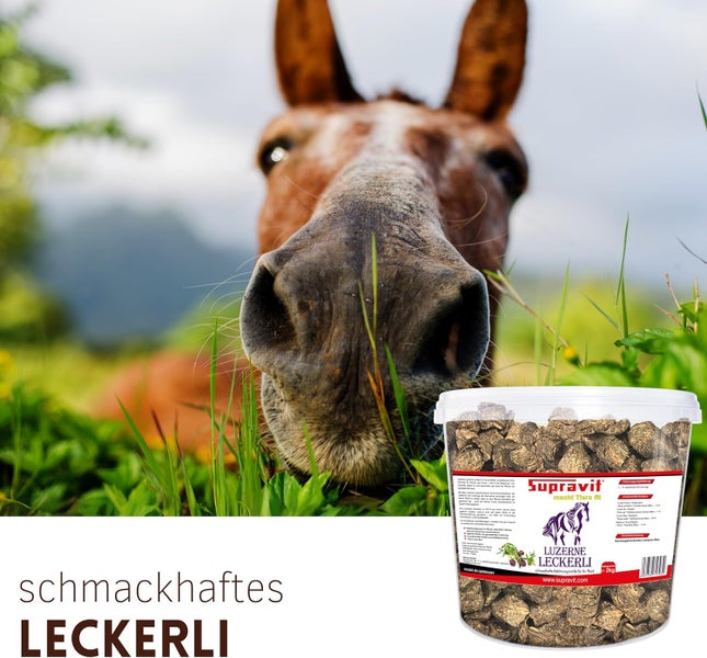 Eimer Luzerne Leckerli für Pferde der Marke Supravit vor Pferd