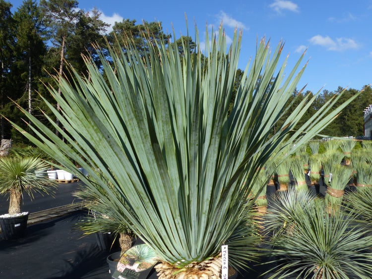 Blaue Palmlilie Yucca rostrata mit langen spitzen Blättern im Pflanztopf in einer Baumschule.