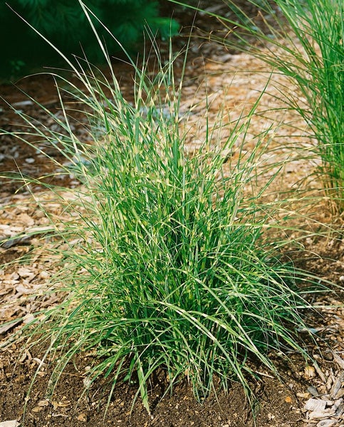 Miscanthus sinensis 'Little Zebra', Ziergras, gestreift, 3-5 Liter Container