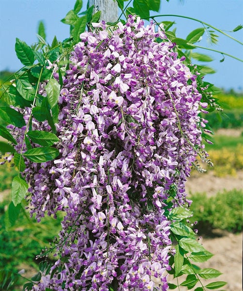 Wisteria floribunda 'Domino/Issai', Blauregen, violett, 60–100 cm