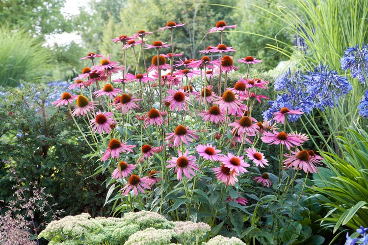 Echinacea purpurea 'Rubinstern', Sonnenhut, rubinrot, ca. 9x9 cm Topf