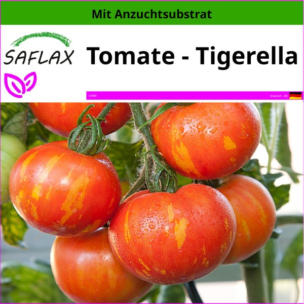 SAFLAX  - Tomate - Tigerella - Lycopersicon esculentum - 10 Samen - Mit keimfreiem Anzuchtsubstrat