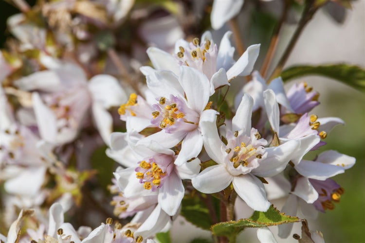 Deutzia kalmiiflora, Maiblumenstrauch, rosa Blüten, 40–60 cm