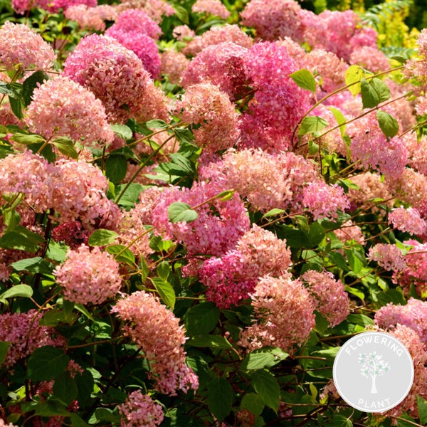 Hydrangea arborescens 'Pink Annabelle' - Hortensie - Strauch - Winterherz – ⌀19 cm - ↕40-50 cm