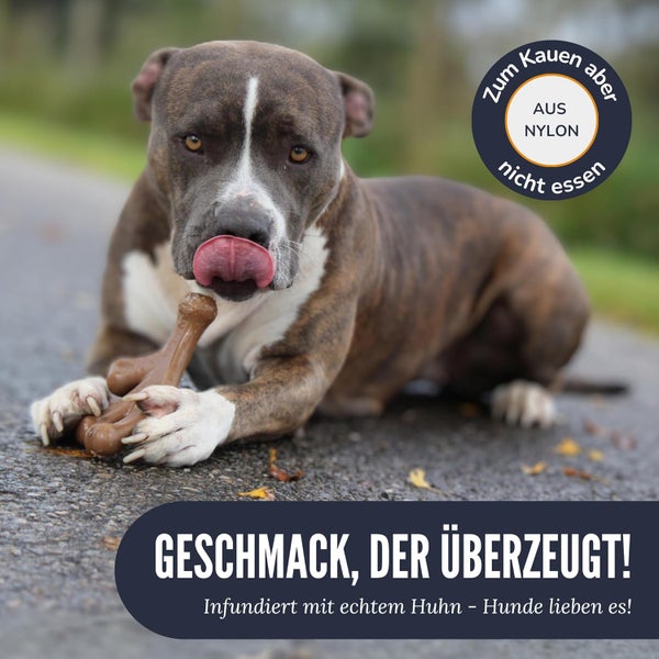Ein Hund kaut auf einem Knochen aus Nylon
