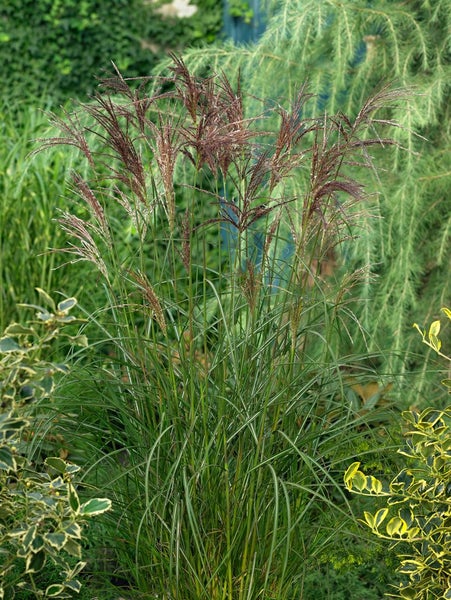 Miscanthus sinensis 'Dread Locks', Chinaschilf, ca. 11x11 cm Topf