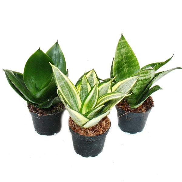 Sansevieria trifaciata hahnii - 3 versch. Pflanzen im 5,5cm Topf - Bogenhanf, Schwiegermutterzunge