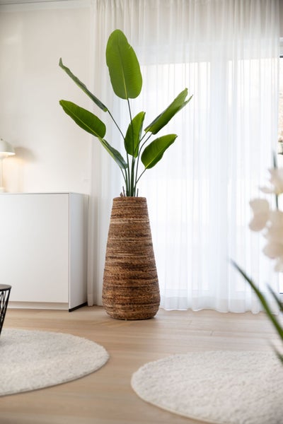Große Strelitzia in hohem, geflochtenem Pflanzgefäß in einem hellen, modernen Wohnraum mit weißen Vorhängen und Holzboden.