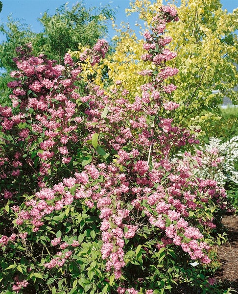 Deutzia magnifica, Maiblumenstrauch, weiß, 60–80 cm